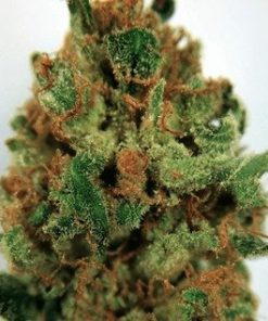 Buy Blue Magoo Marijuana Online