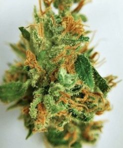 Buy Atomic Jack Marijuana weed online - Buy Marijuana And Weed