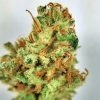 Buy Cookie Monster Marijuana online