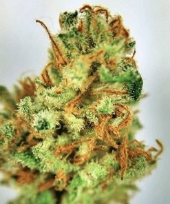 Buy Cookie Monster Marijuana online