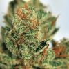 Buy Deadhead OG Marijuana Online - Buy marijuana weed online