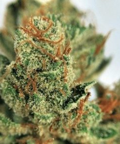 Buy Deadhead OG Marijuana Online - Buy marijuana weed online