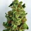 Buy Diamond Valley Kush online