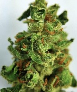 Buy Diamond Valley Kush online