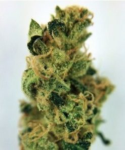 Durban Poison Marijuana