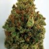 Buy Galactic Jack Marijuana Weed Online - Buy Cannabis Strain Online