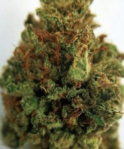 Buy Galactic Jack Marijuana Weed Online - Buy Cannabis Strain Online