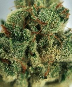 Buy Gorilla Glue #4 Weed Online - Buy Gorilla Glue 4