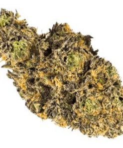 Buy Grand Daddy Purple Online