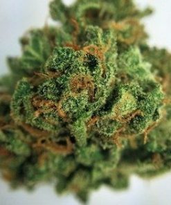 Buy Green Haze Marijuana Online - Buy Marijuana Weed Online