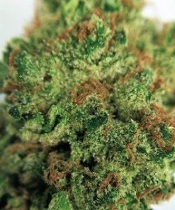 Buy Pure Kush marijuana weed online