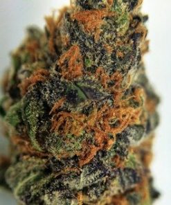 Buy Purple Kush marijuana online