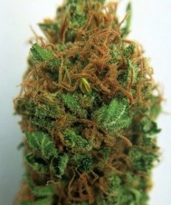 Buy Sour Cheese Marijuana Weed Online - Buy marijuana Weed Online