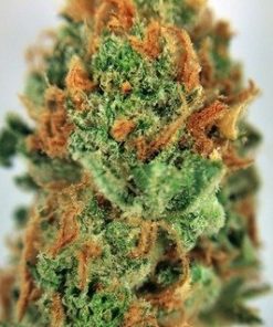 Buy Strawberry Diesel Online - Buy Strawberry Diesel marijuana weed