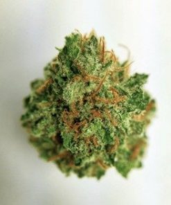 Buy White Queen marijuana weed online