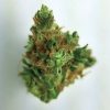 Buy Cannatonic Online - Buy Marijuana Weed Online