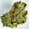 Buy Gelato Marijuana weed online