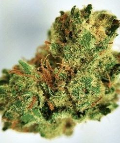 Buy Gelato Marijuana weed online