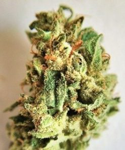 Buy Purple Dream Marijuana - Buy Purple Dream Weed Online | Buy Weed