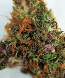 Buy Purple OG Kush marijuana weed online