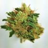 Buy Skywalker OG Kush online