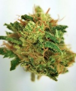 Buy Skywalker OG Kush online