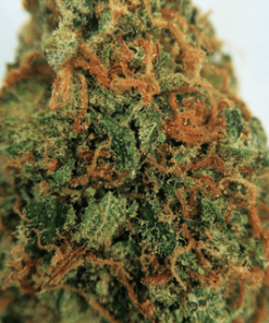 Buy Jack The Ripper Marijuana Online - Buy Jack The Ripper Weed Online