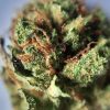 Buy Sour Tangie Marijuana Online - Buy Marijuana UK