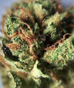 Buy Sour Tangie Marijuana Online - Buy Marijuana UK